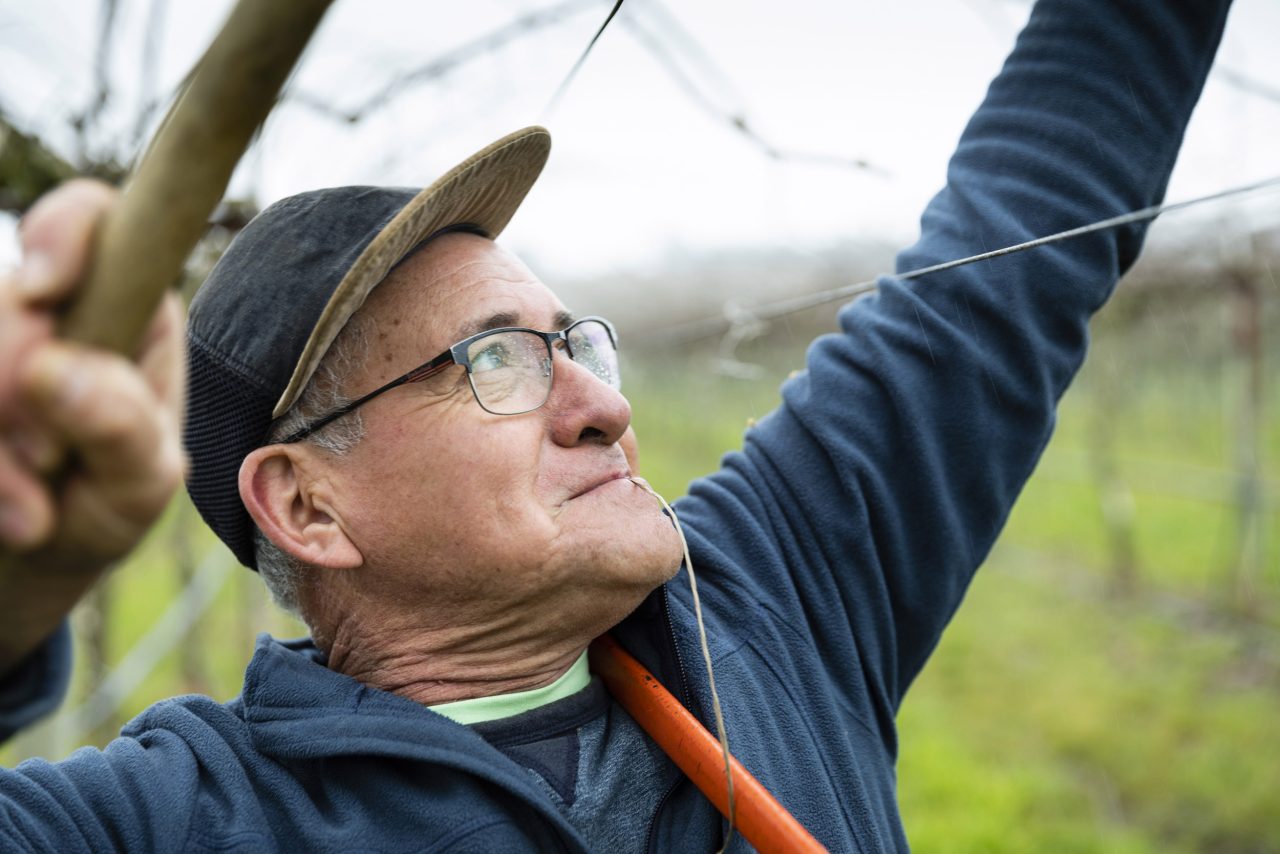 Portrait métier d'un horticulteur au travail sur un arbre fruitier